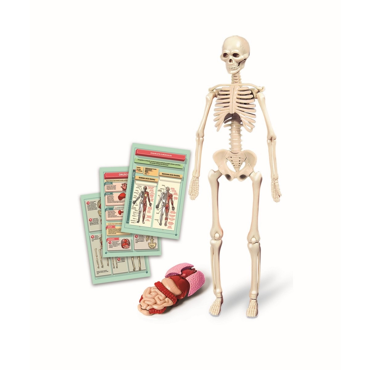 Kit Corpo Humano 3