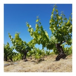 vino tinto de paraje Eras de la Ermita botella 75 cl