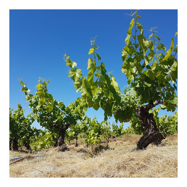 vino tinto de paraje Eras de la Ermita botella 75 cl