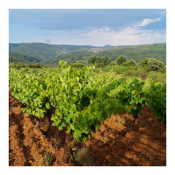 vino tinto de paraje Eras de la Ermita botella 75 cl