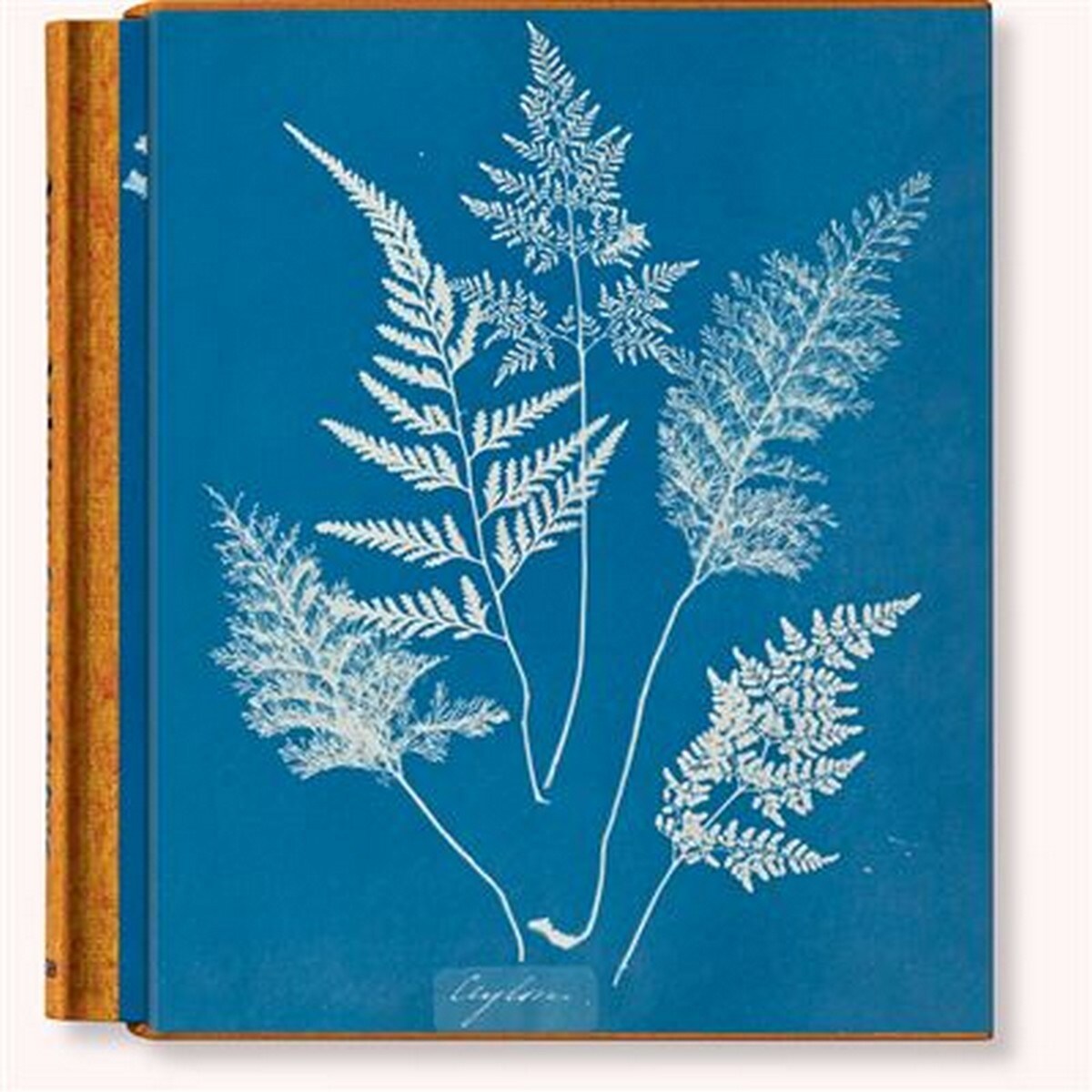 Anna Atkins. Cyanotypes (Capa dura) 1