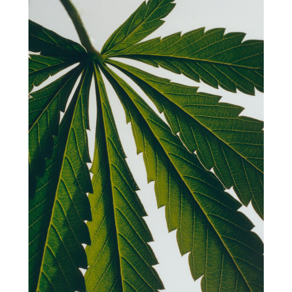Loção Corporal Marihuana 3