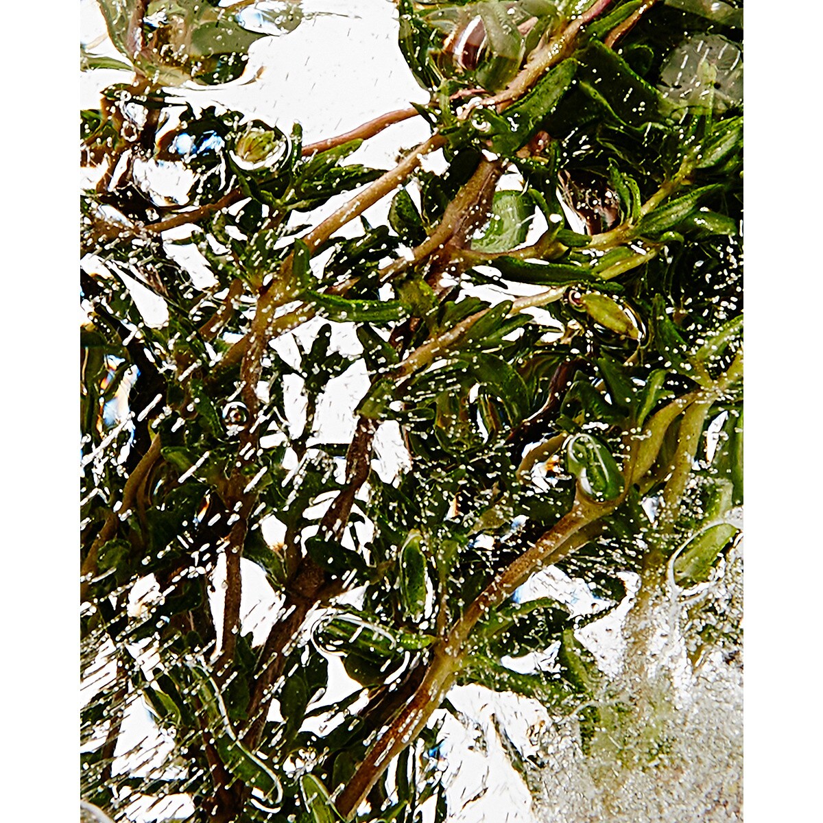 Vela Aromática de Exterior Thyme 3
