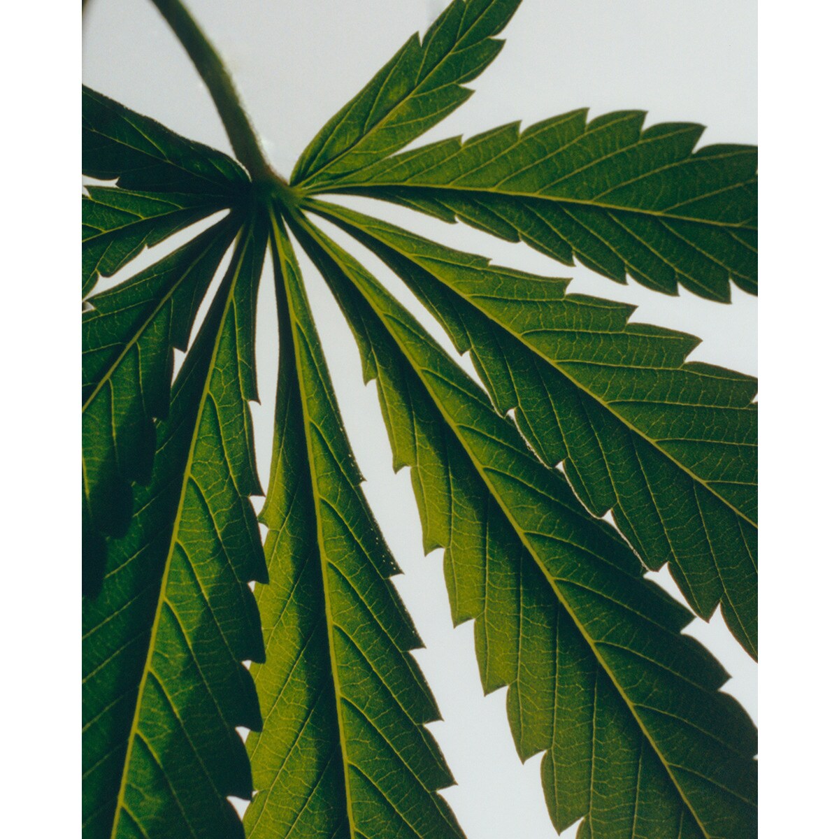 Spray Ambientador Home Scents Marihuana 3