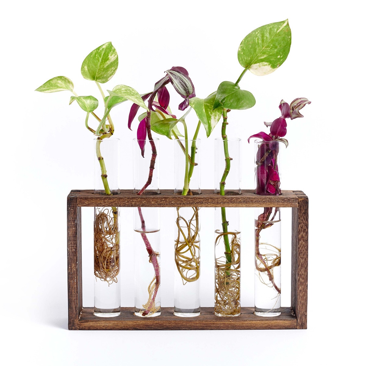 Imagem 0 de Estação de propagação Milimetrado Provetta para 5 plantas em tubos de ensaio