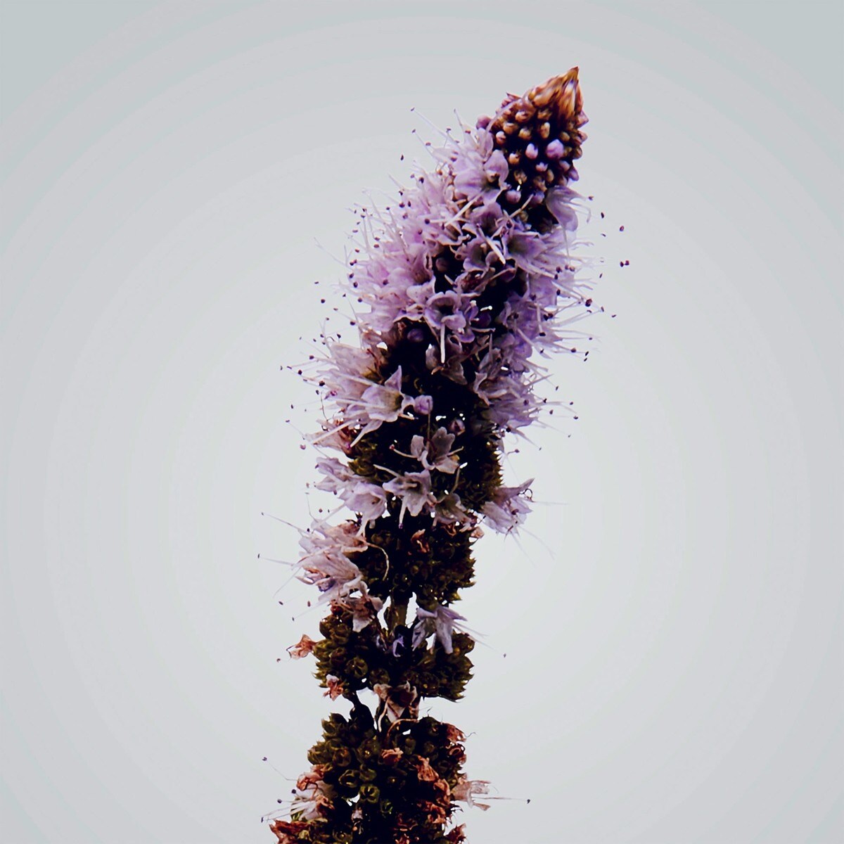 Vela de Exterior Verbena 3