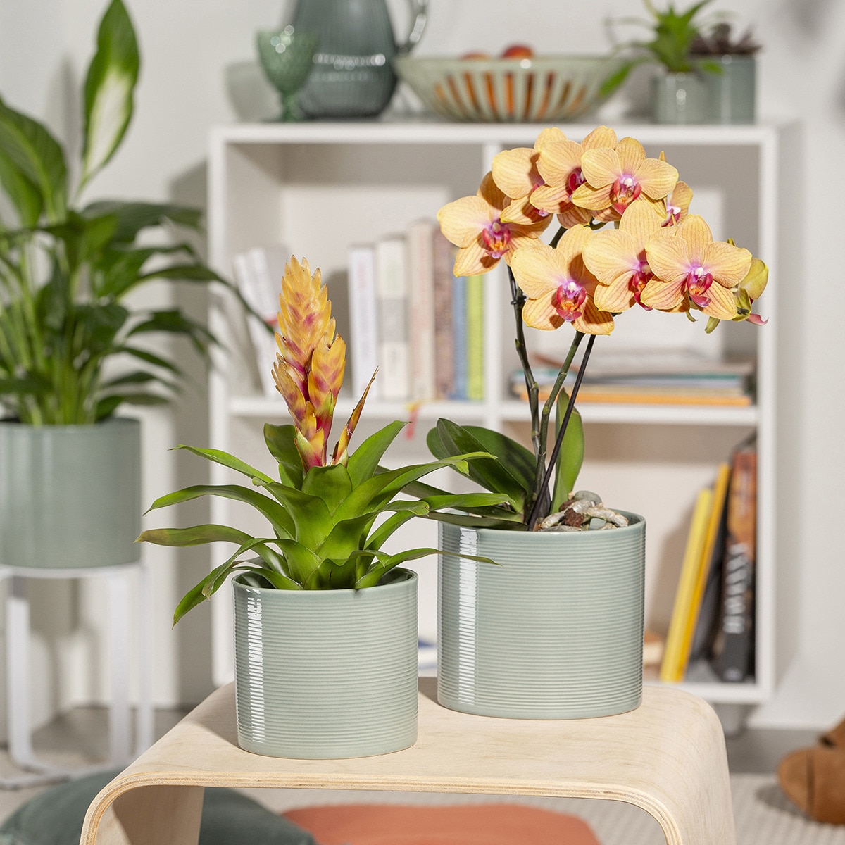 Macetero 16 cm. Capacidad 2,6L. Scheurich Blanco-2