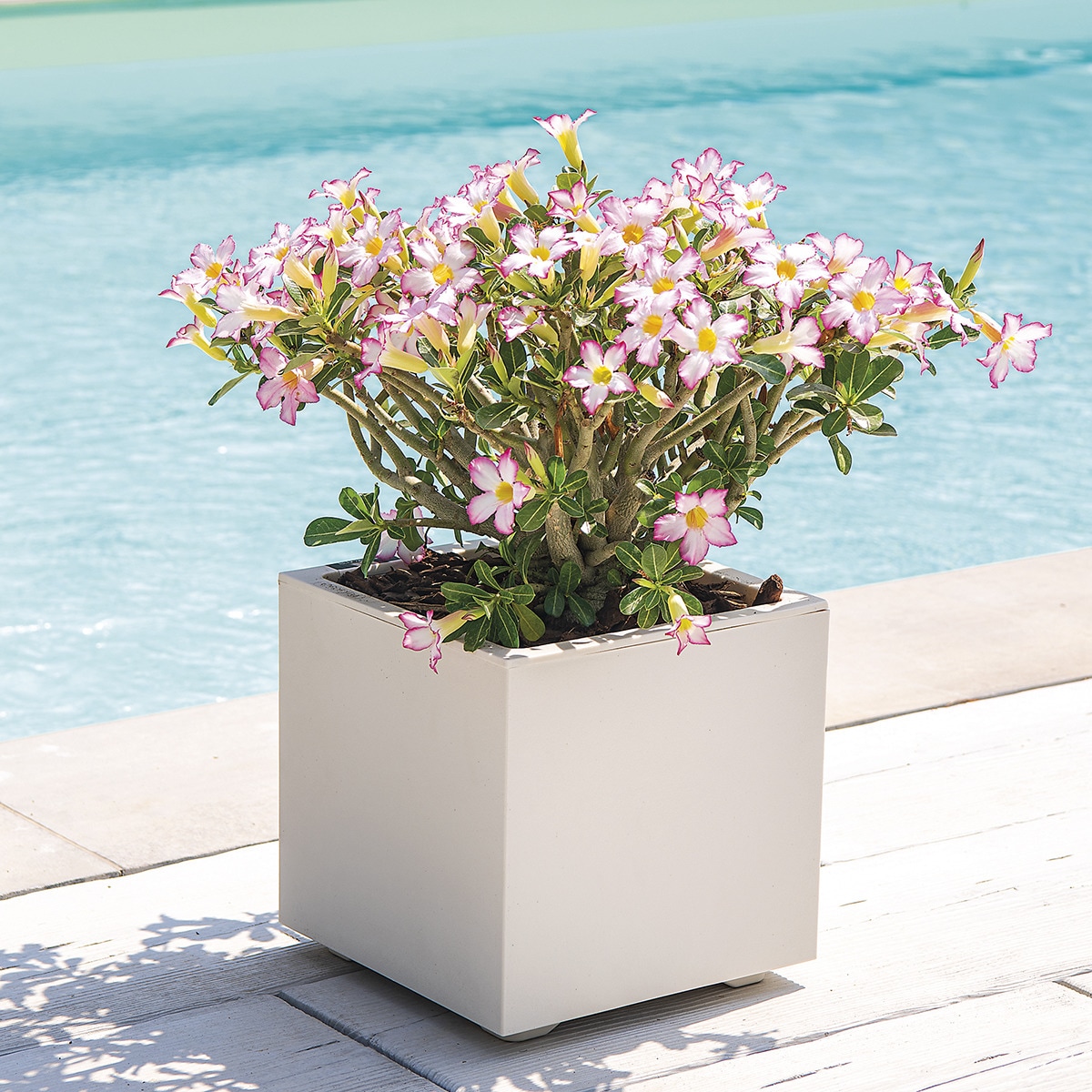 Macetero Millennium 39 cm. Capacidad 40,4L. Deroma Perla-3
