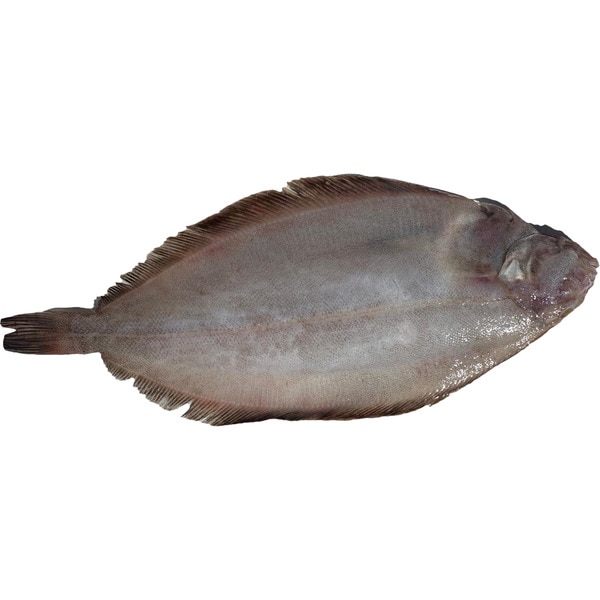 Kliesche ungefähres Gewicht Stück 400 g