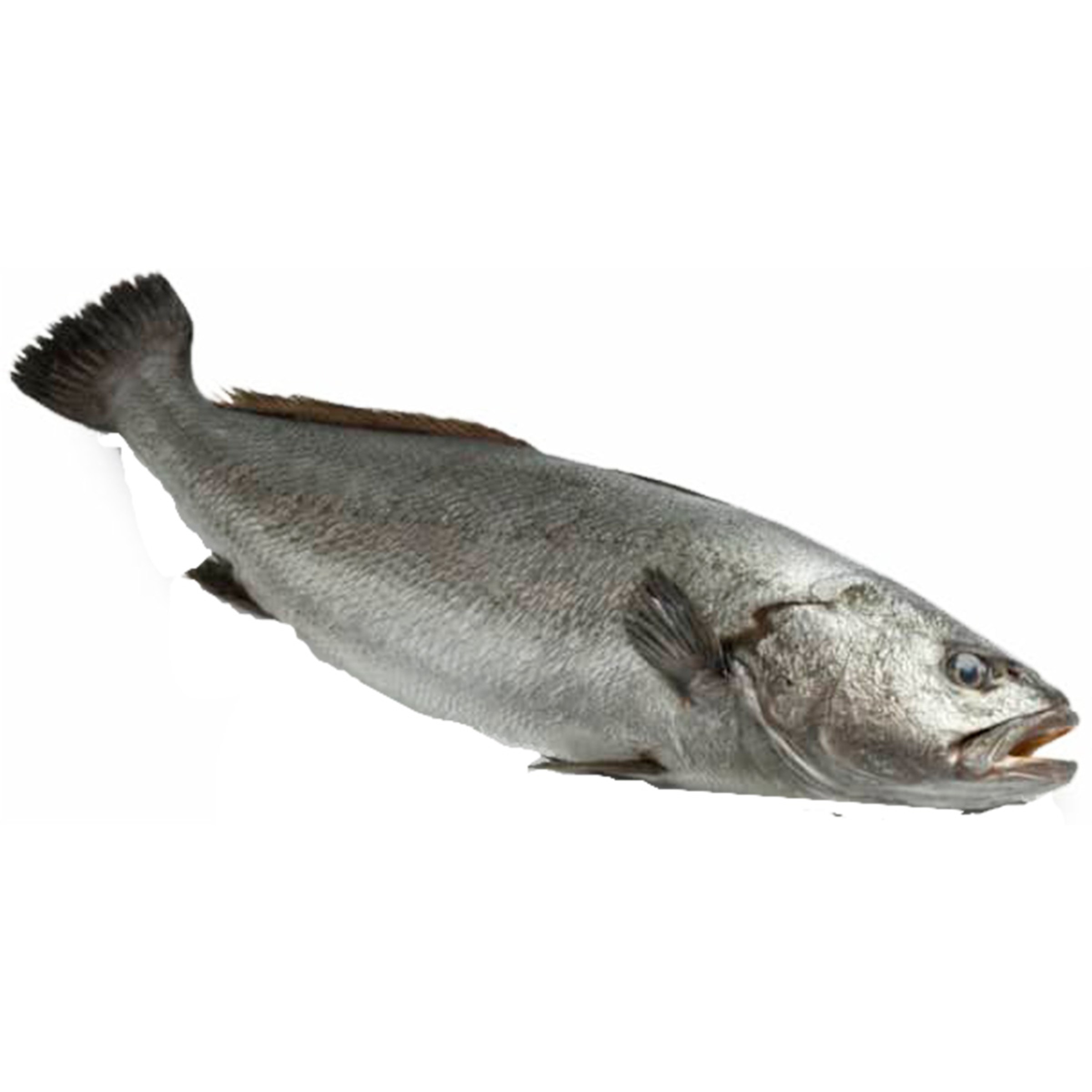 Corvina Inteira Selvagem Peso Aproximado unidade 1,3 kg