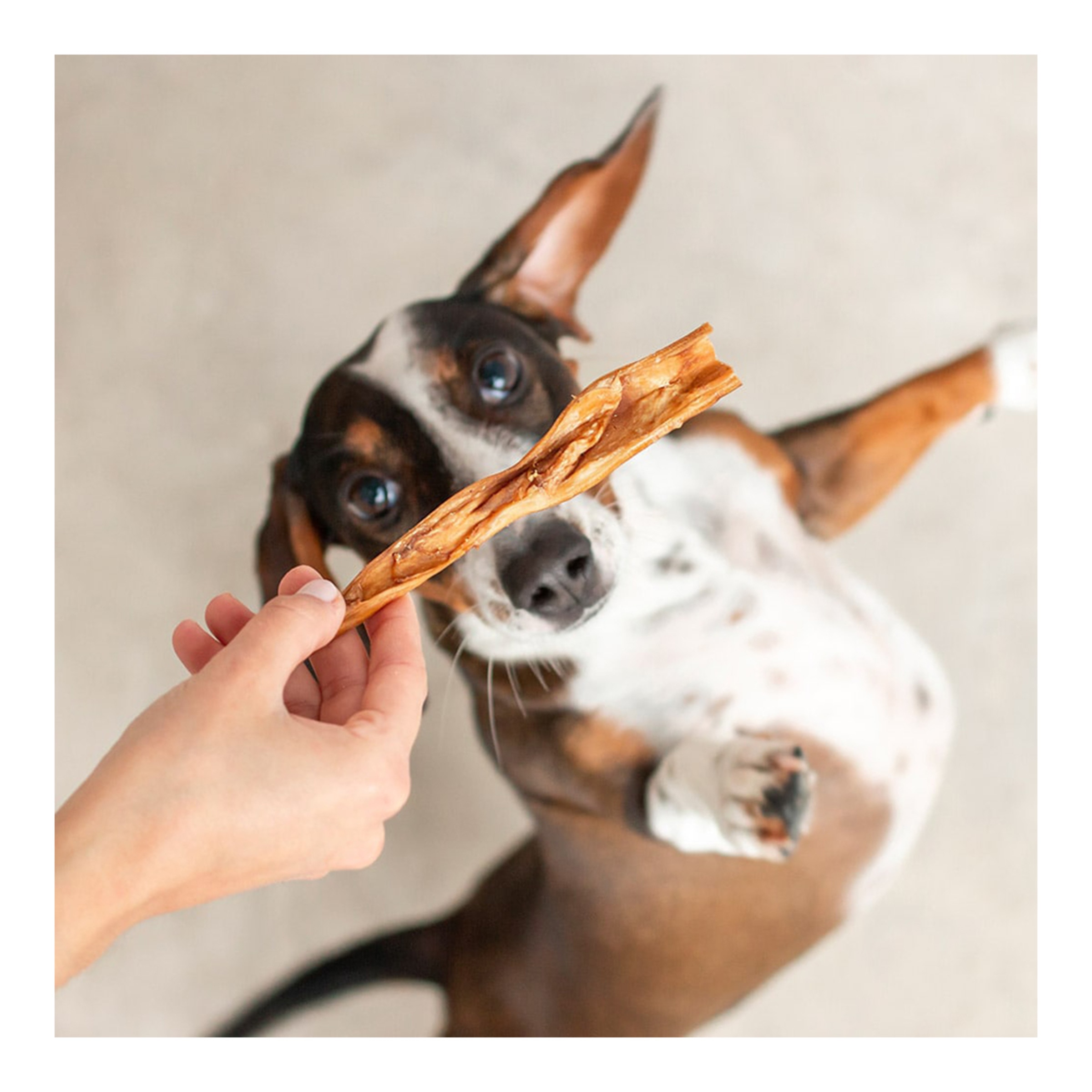 Snack para perros Caravaca de cabra Wild Balance 60 g 7