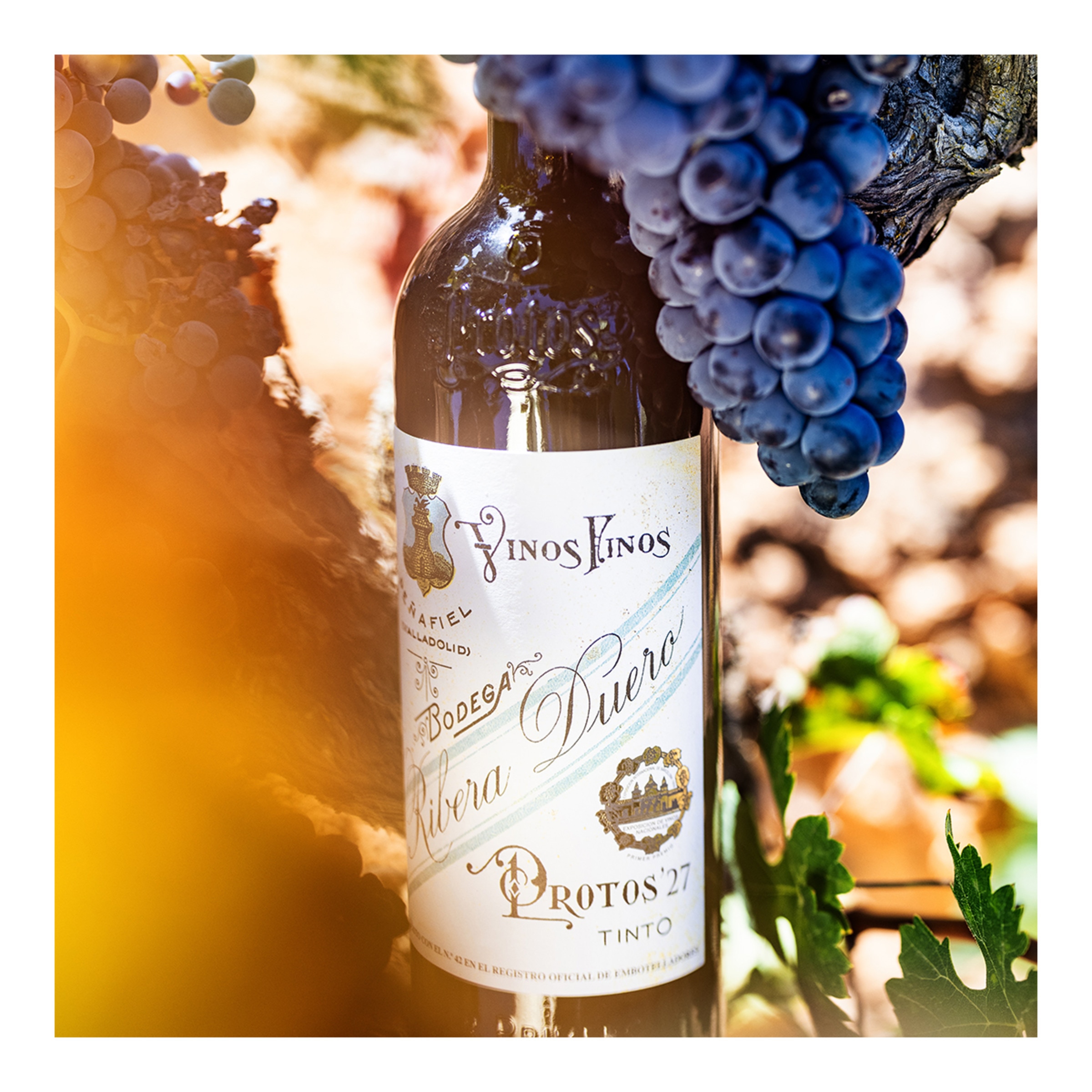 Vino tinto Protos 27 tempranillo 2022 Ribera del Duero 3