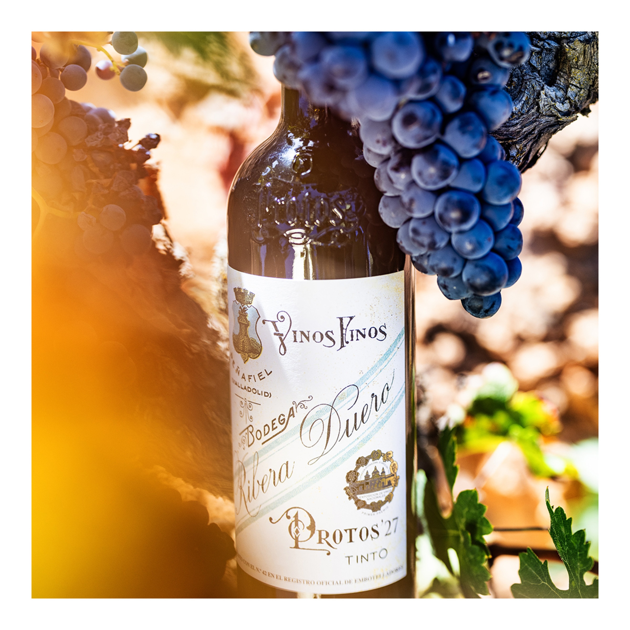 Estuche vino tinto Protos 27 tempranillo 2022 Ribera del Duero Mágnum 2