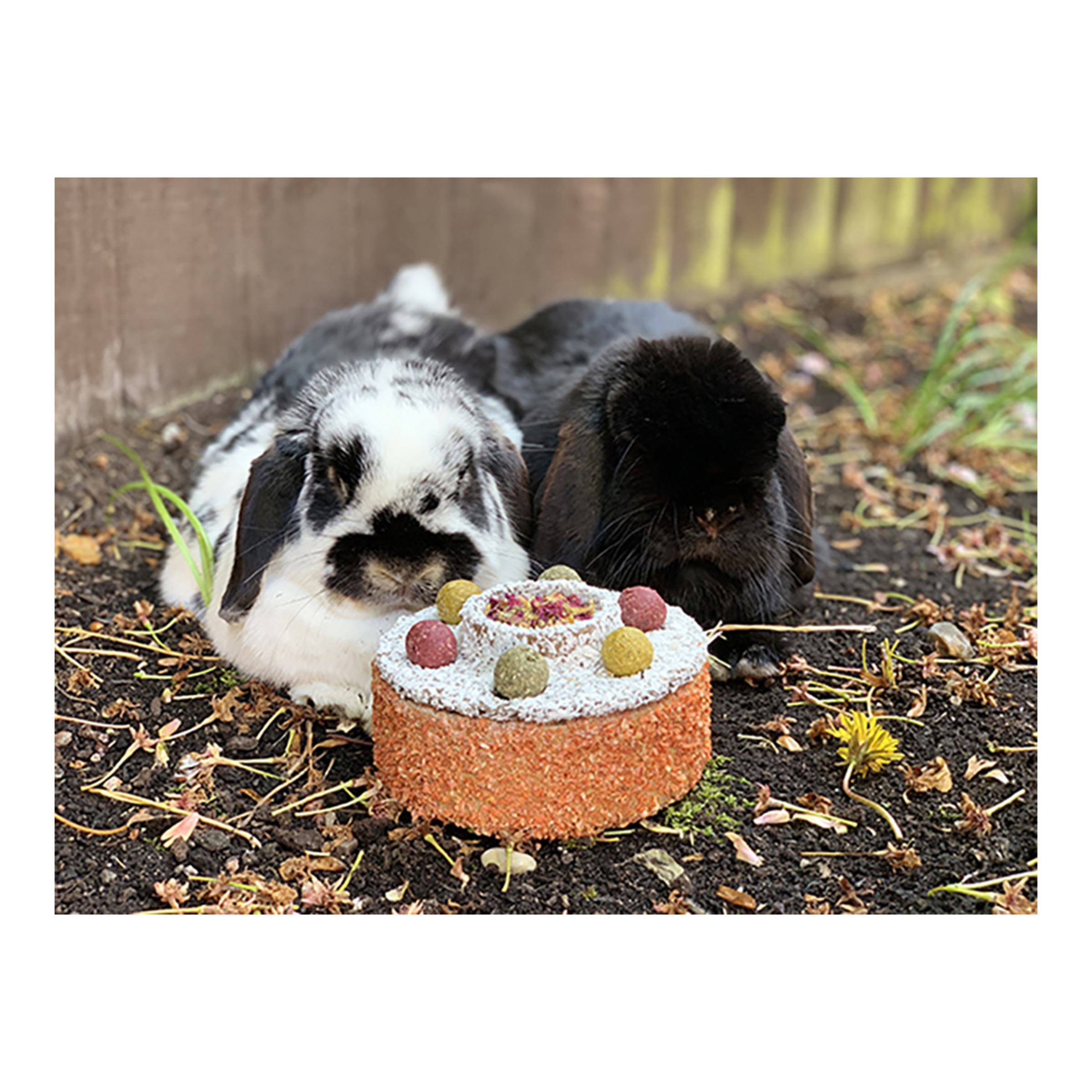Snack para conejos y roedores adultos Rosewood en forma de pastel con hierbas y verduras 230g 5
