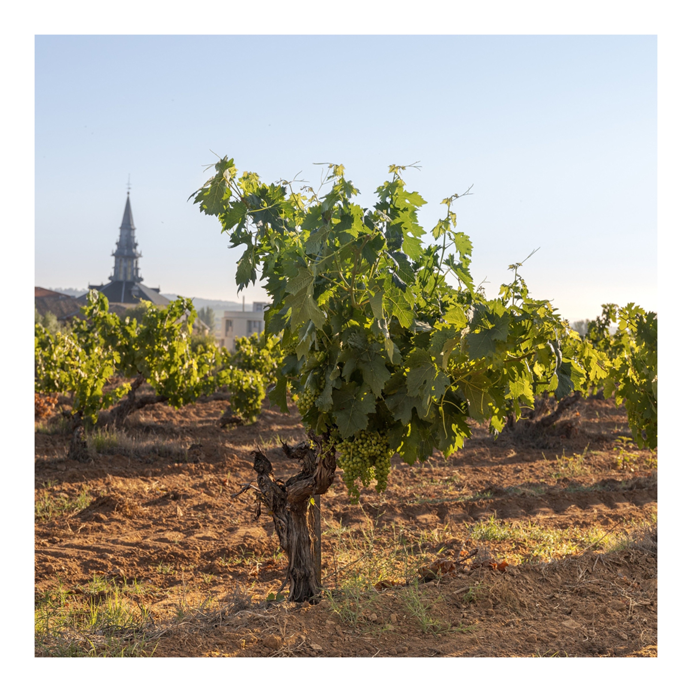 Vino tinto Abadía de San Quirce crianza Tempranillo 2021 Ribera del Duero 3