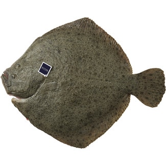 Rodaballo de crianza ASC peso aproximado pieza 1,5-2 kg