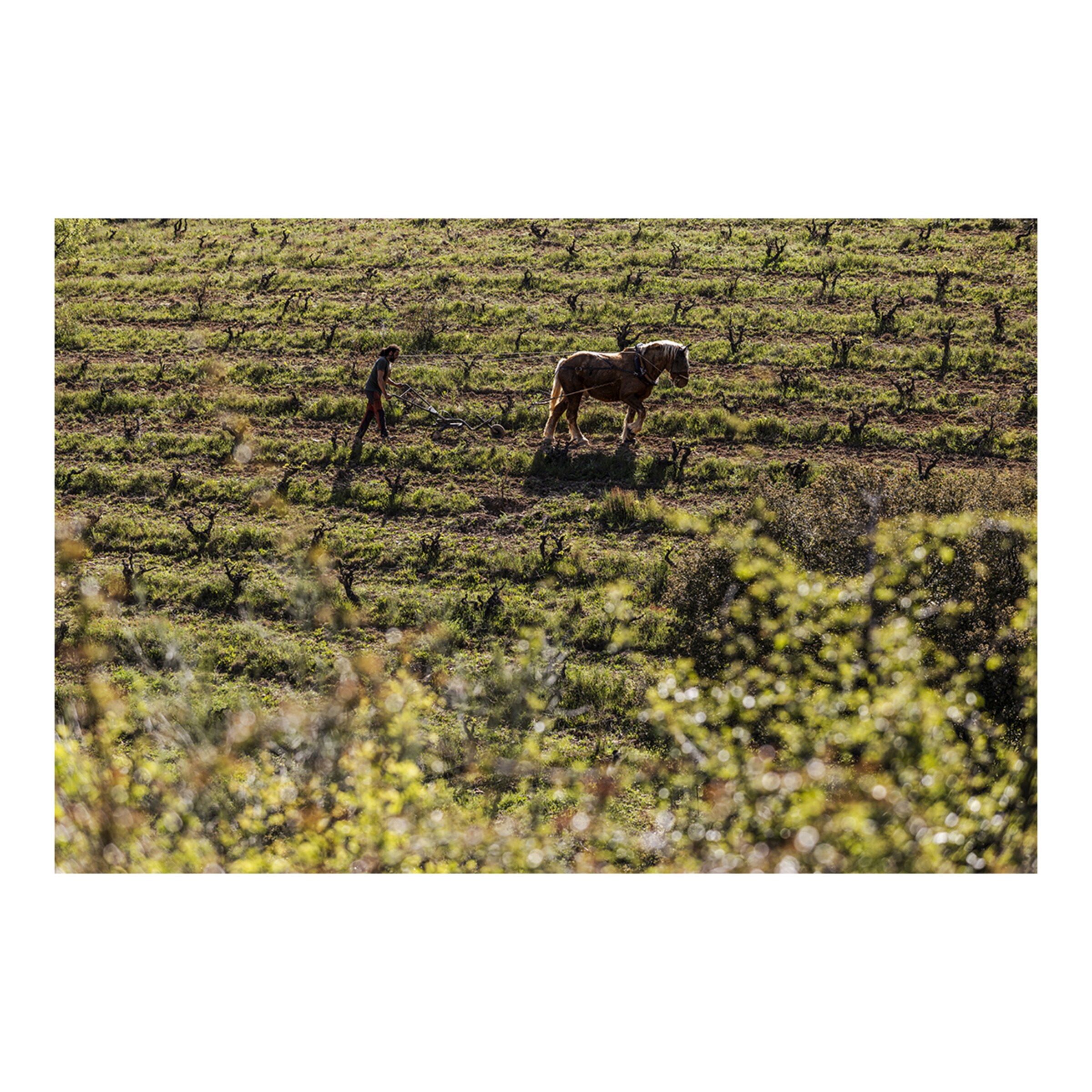 Vino tinto La Tejera Frontonio 2023 Aragón 2
