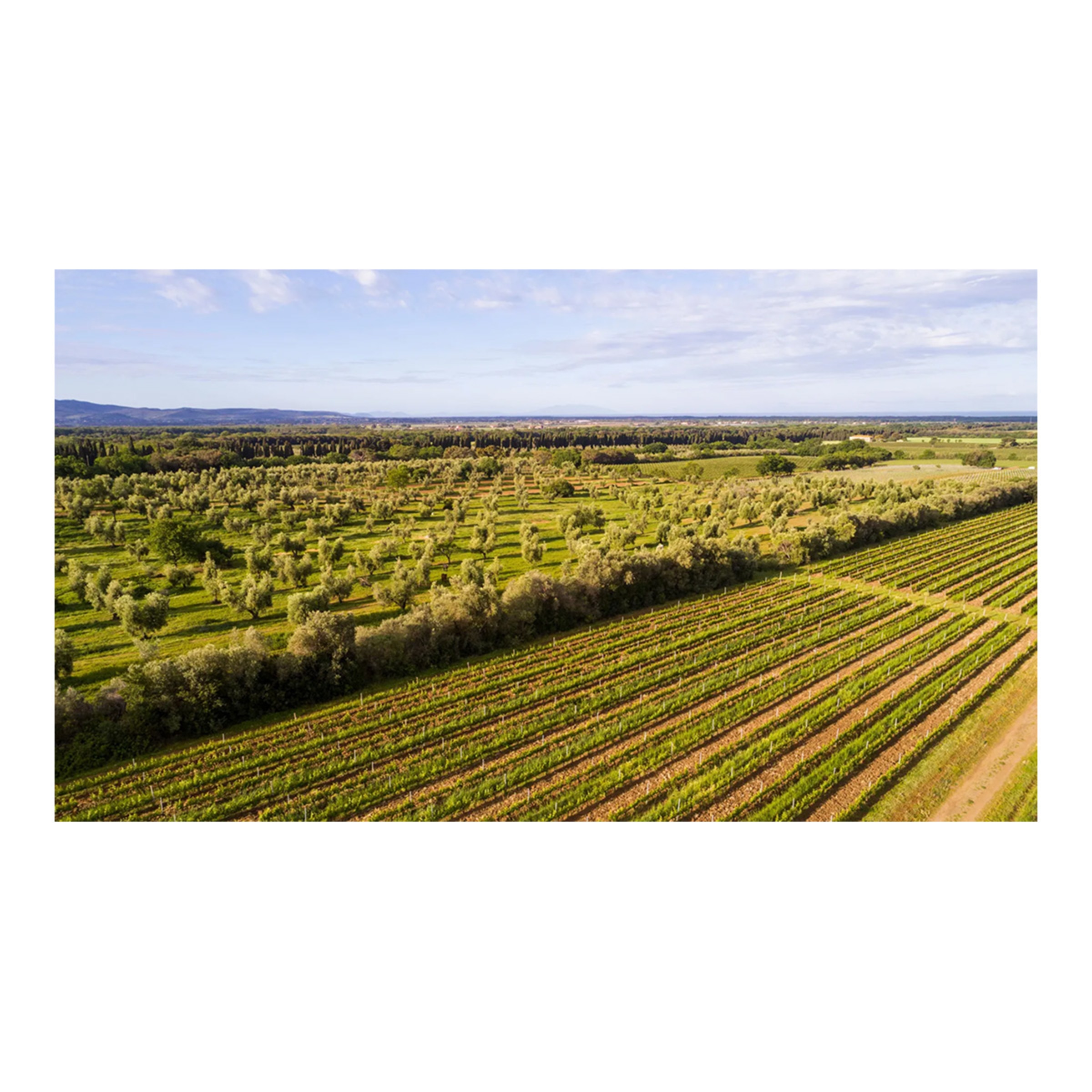 Vino tinto Le Difese 2022 Sassicaia de Tenuta San Guido en Toscana 2