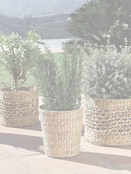JACINTO DE AGUA Y SEAGRASS