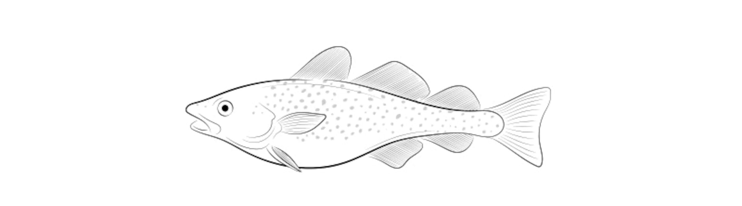pescados y mariscos
