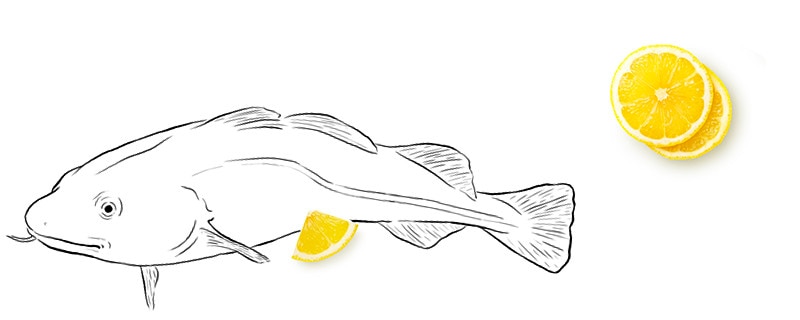 Dibujo bacalao2