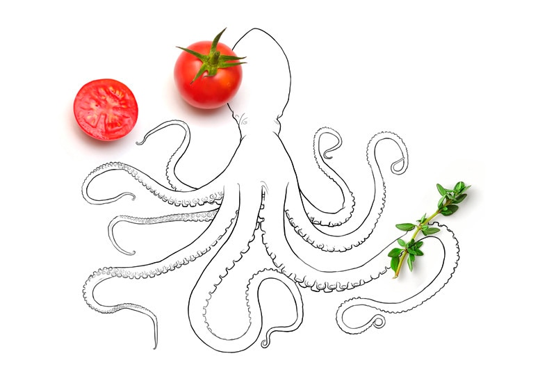 Dibujo pulpo