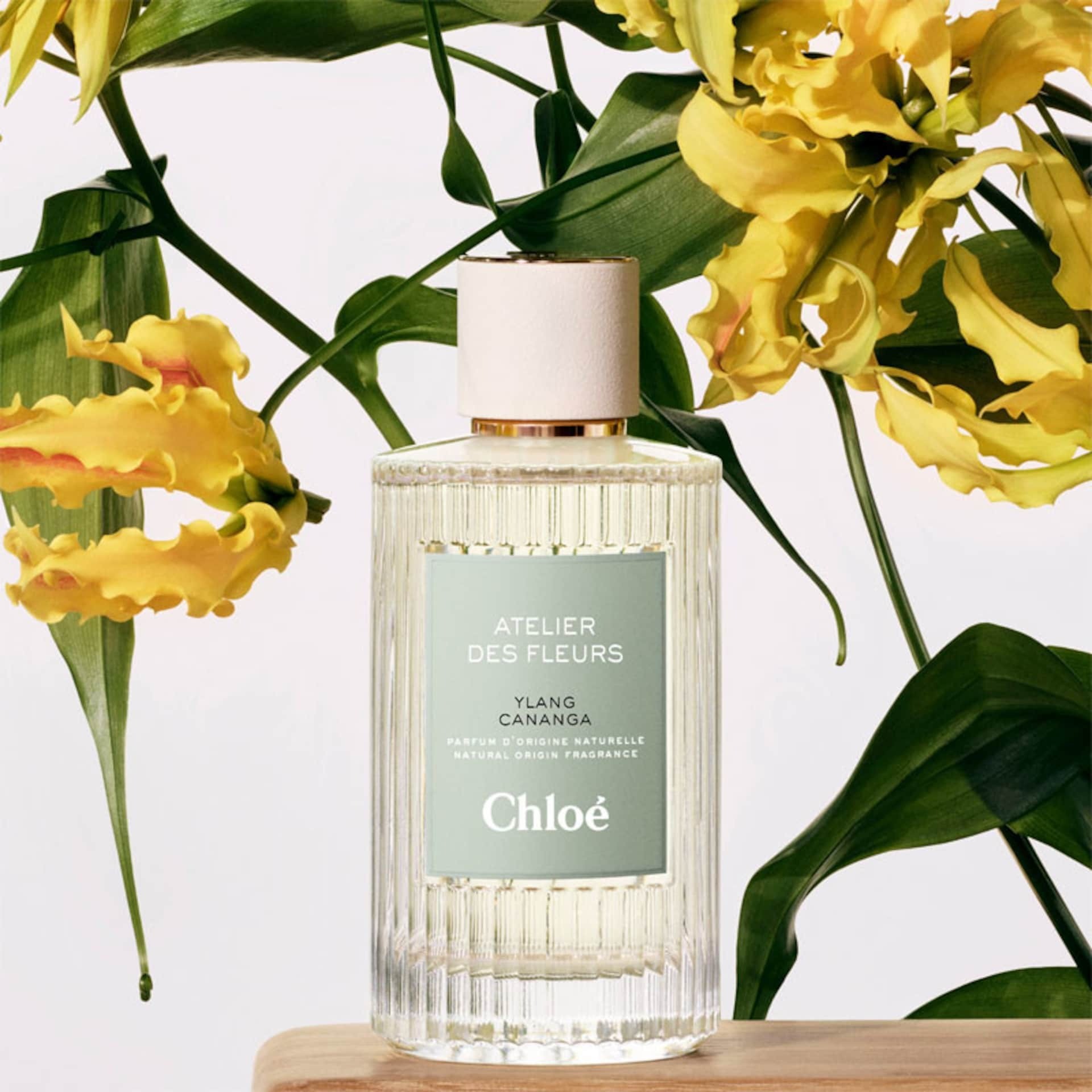 Ylang Cananga
