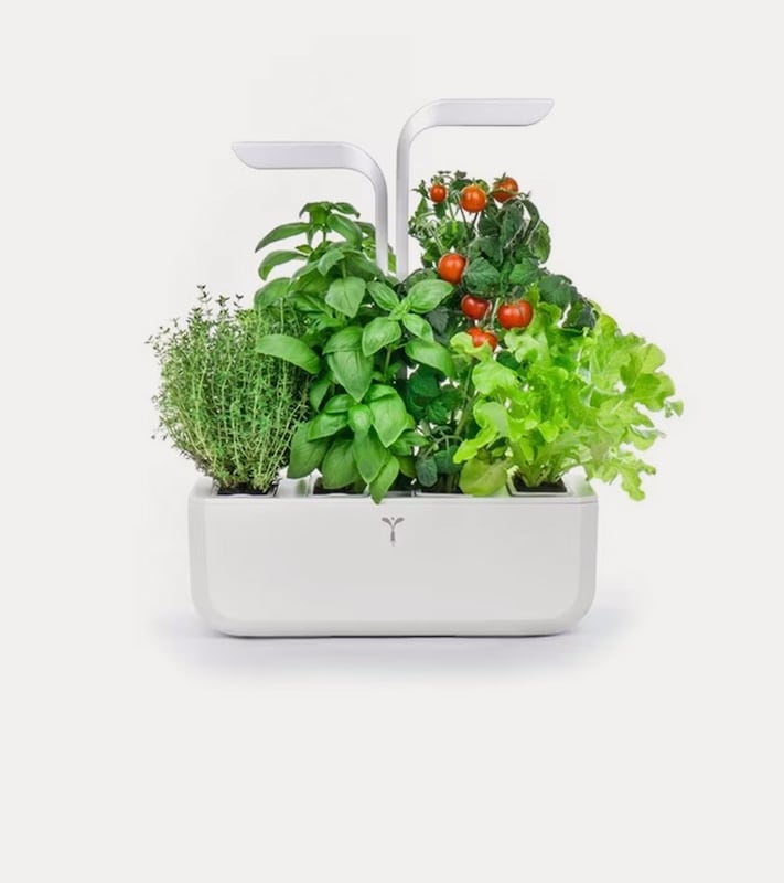 Animais e Plantas