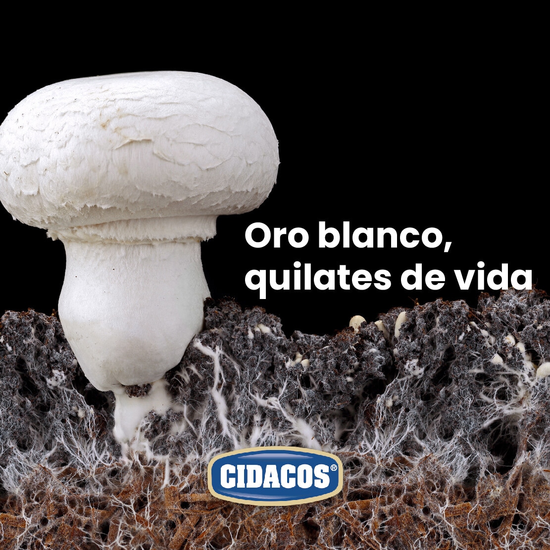 Oro blanco, quilates de vida
