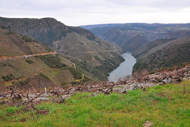 Viñedo Ronsel do Sil (Ourense)