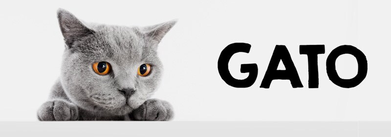 Gato