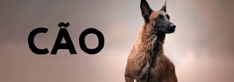 Cão