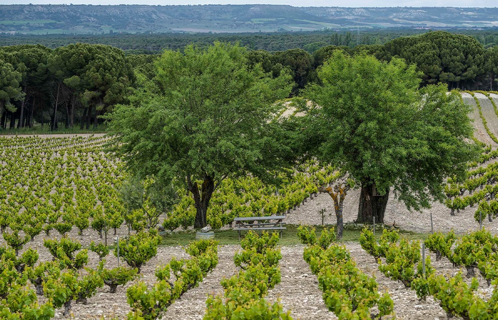 VIÑEDO