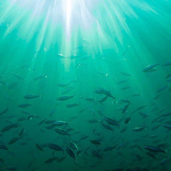 Cuidamos los oceanos