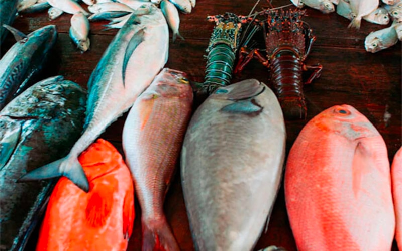 Pesca sustentavel