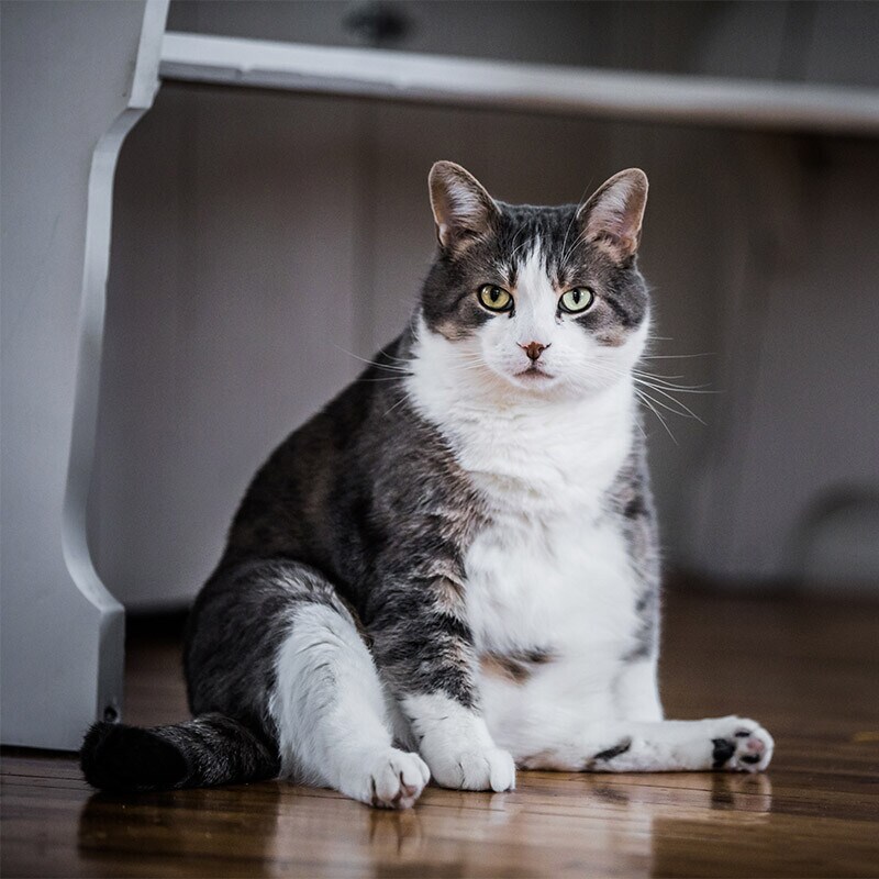 Gatos esterilizados