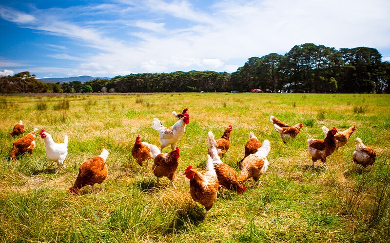 Ovos