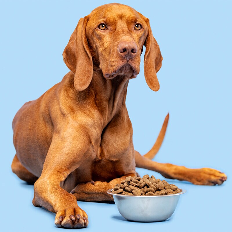 Comida para perros