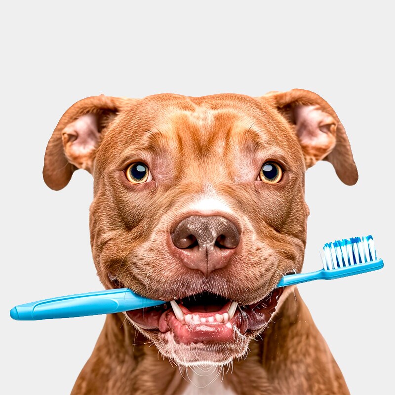 Higiene para perros