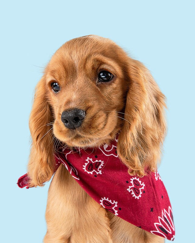 Cão