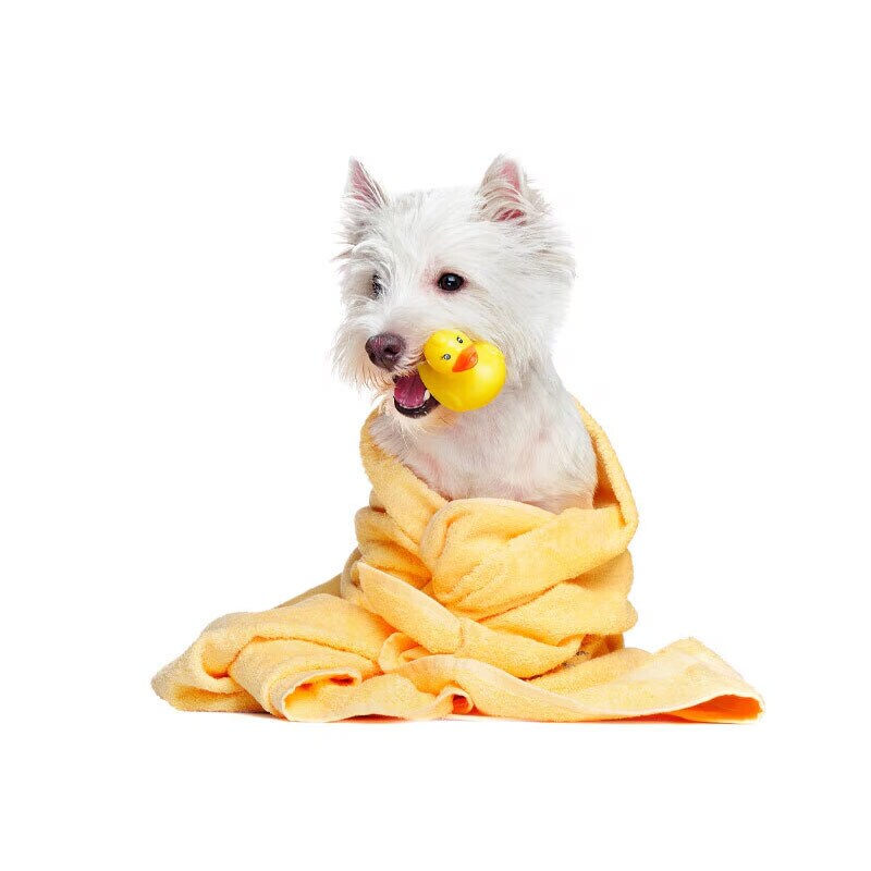 Perro 1