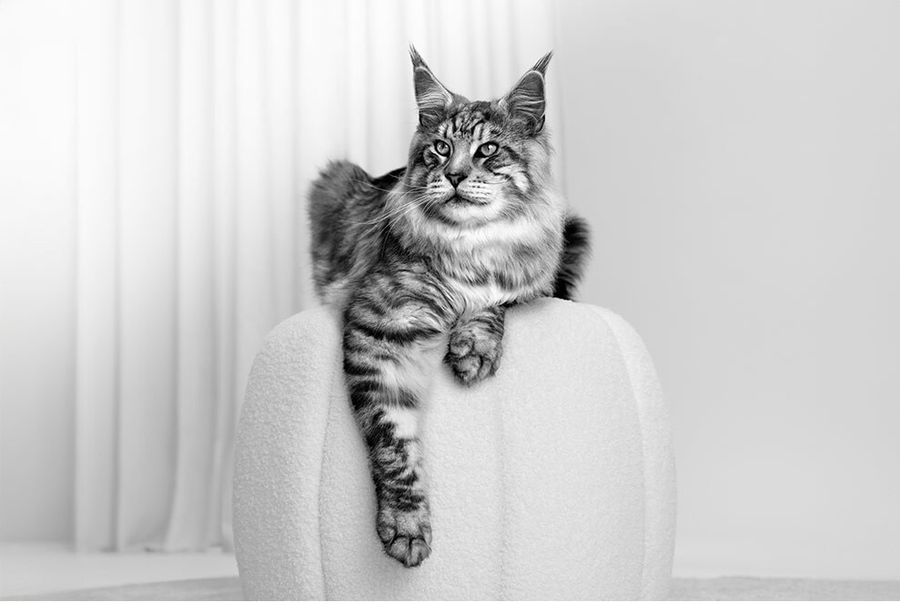 Encuentra el alimento adecuado para tu gato