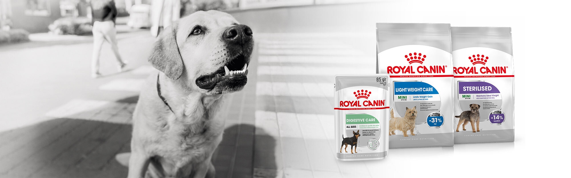 Nutrición Royal Canin específica para las sensibilidades de tu Perro