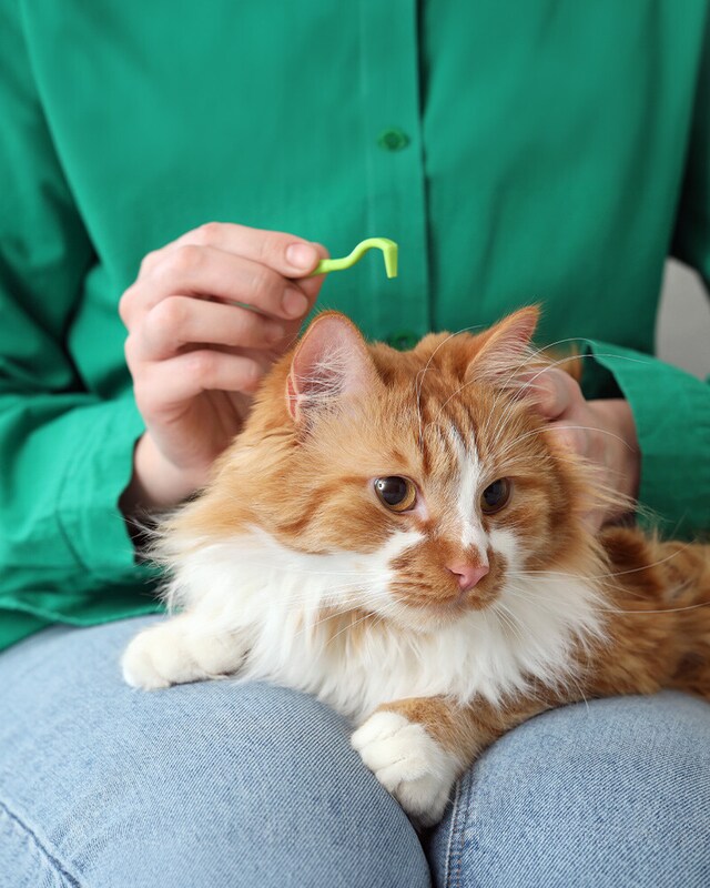 Antiparasitarios gato