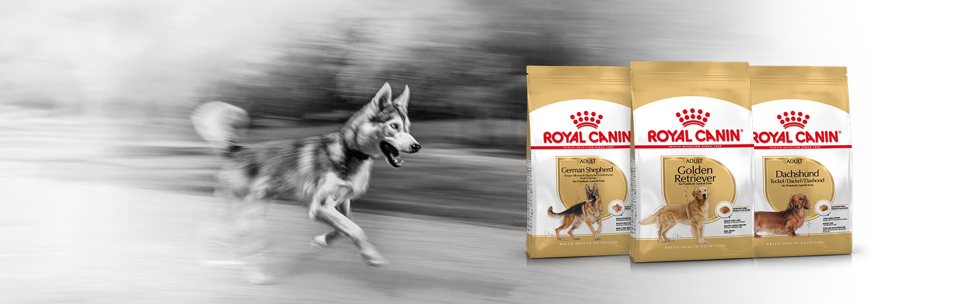 Nutrición Royal Canin específica según la raza de tu Perro