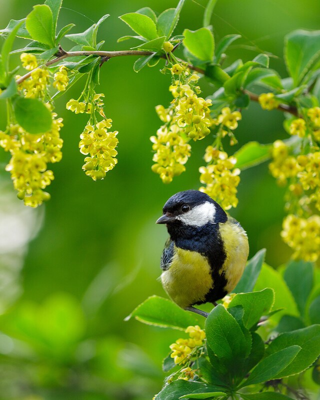 Comida para aves