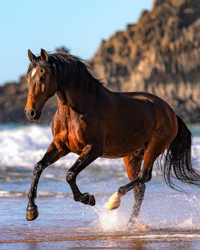 Comida para caballos