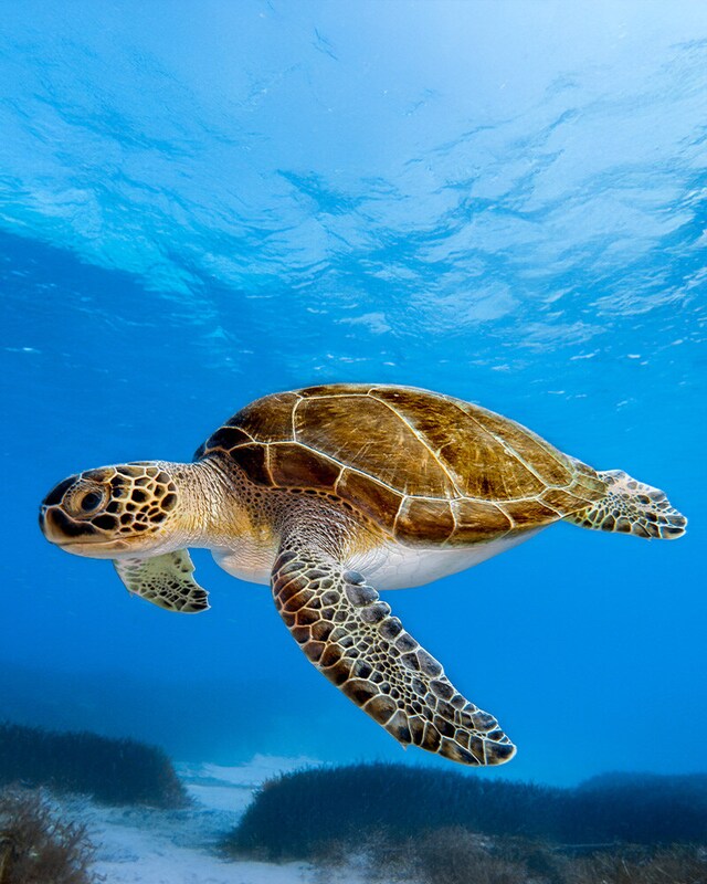 Comida para tortugas