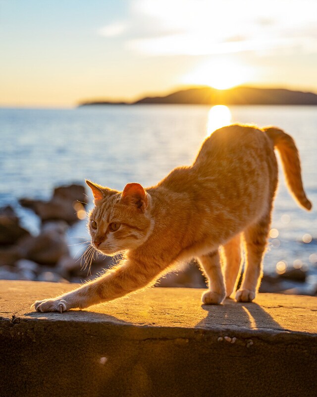 Comida para gatos