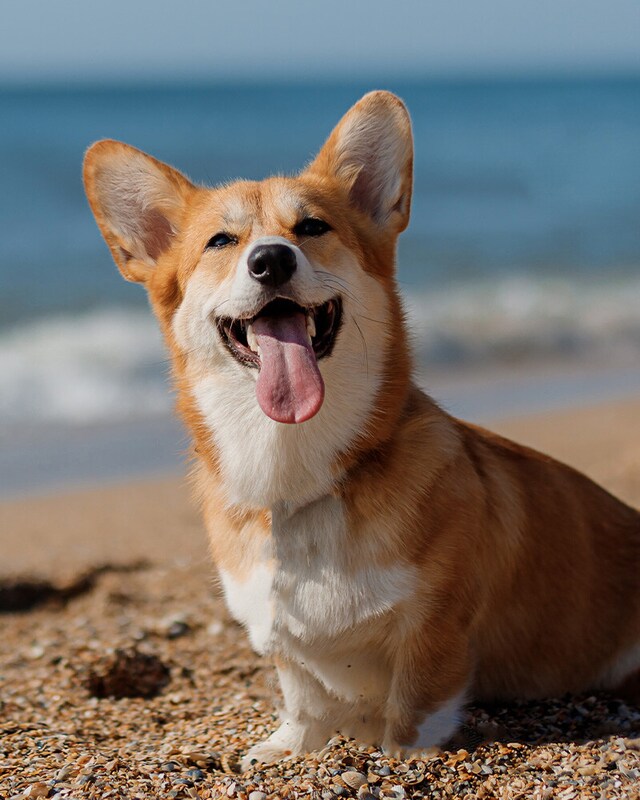 Comida para perros